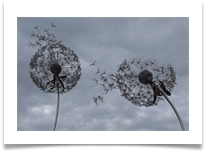 Blowing in the wind - Bob Dylan - Richard Nicholls